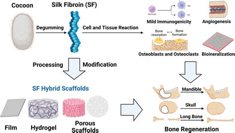  Resorbable Silk: Biocompatible Wonder for Bone Regeneration Applications?!